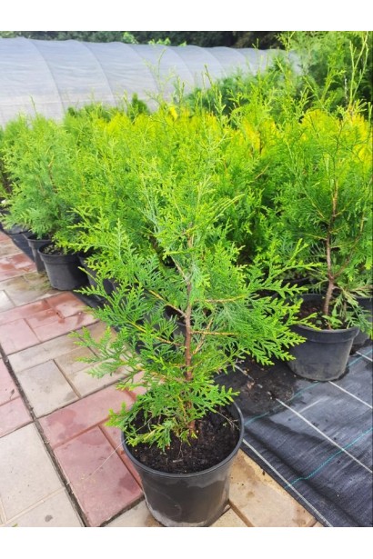 Туя западная Брабант - 3л/вис.35-40см/Ø15-20см